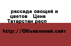 рассада овощей и цветов › Цена ­ 20 - Татарстан респ.  »    